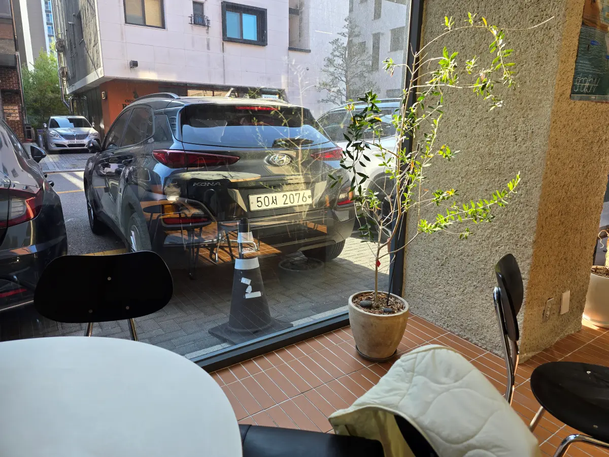 카페에 배치된 식물 화분