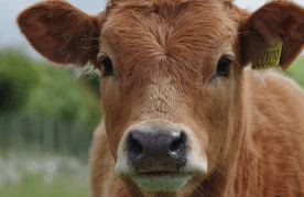 소가 우는 꿈해몽