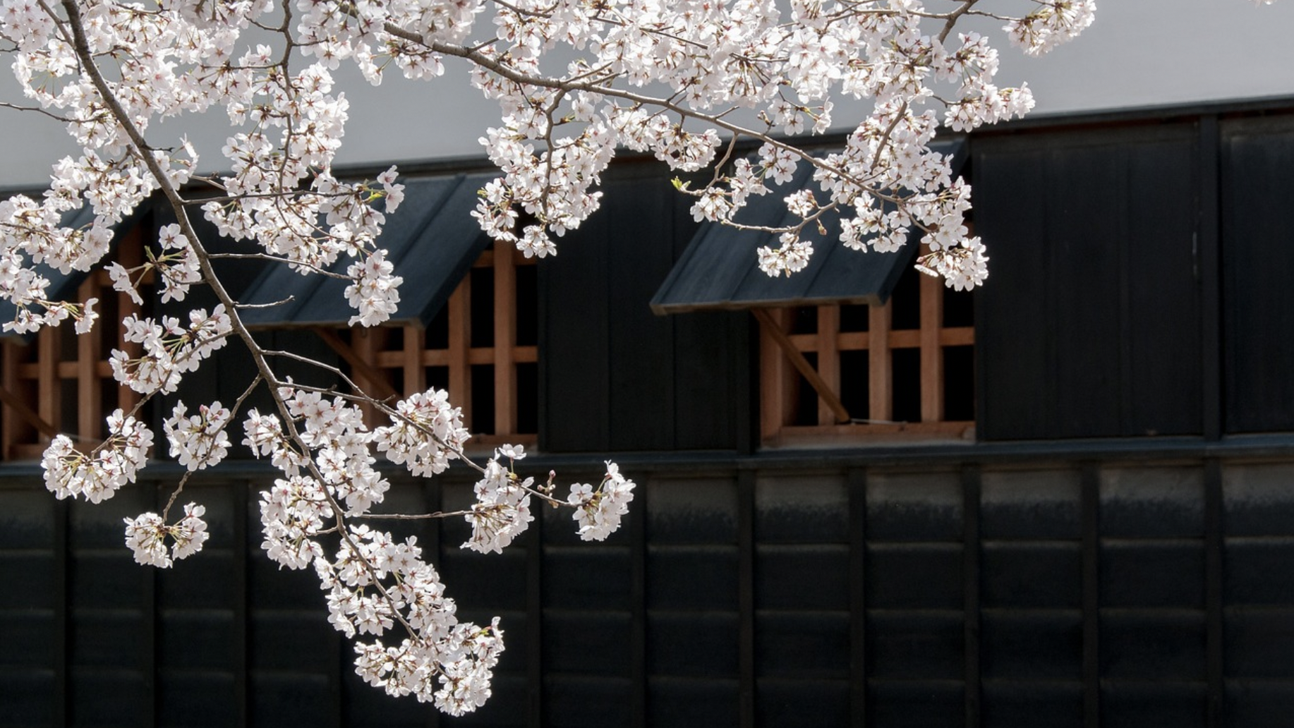 2023 오사카 벚꽃 축제 개화시기 명소 BEST 05 + 근교 교토 포함