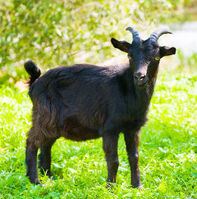하늘마루 염소 목장 흑염소 진액