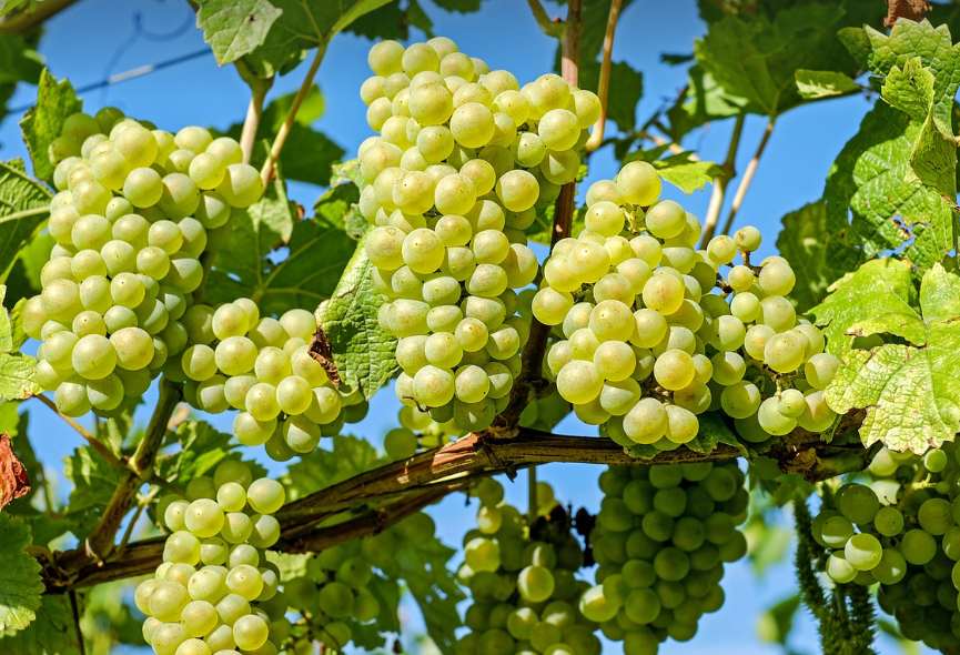 샤인머스켓의 모습