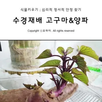 고구마 재배 달력 모종심기 관수 잡초 수확 큐어링_17