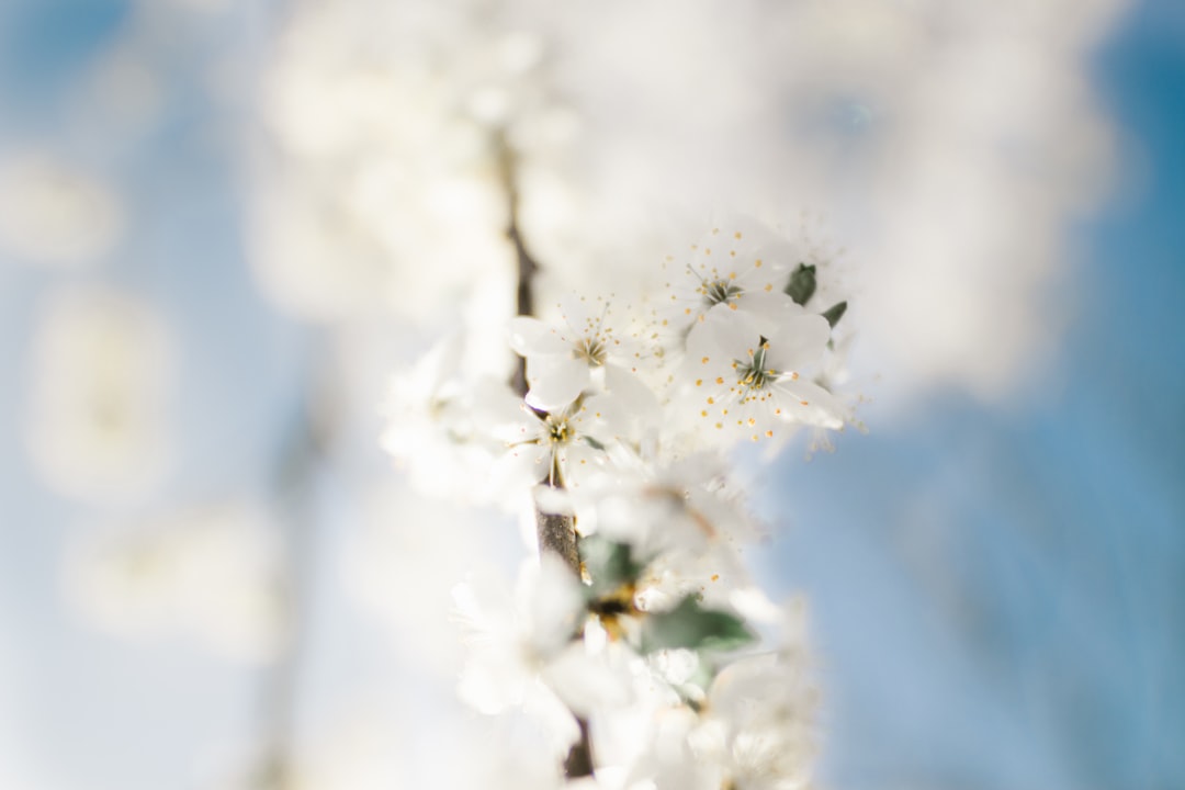 Blooming Period