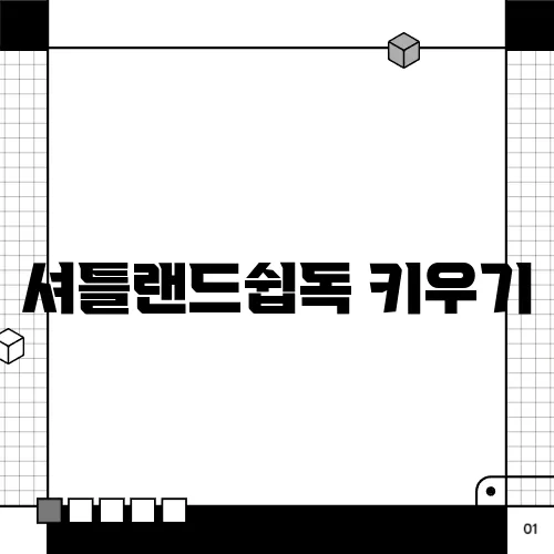 셔틀랜드쉽독 키우기