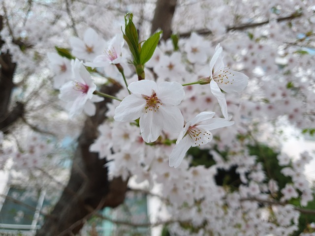 벚꽃사진