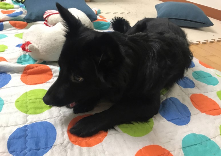 강아지간식 치킨말이스틱 자연의 사랑을 담은 순살득뿜!