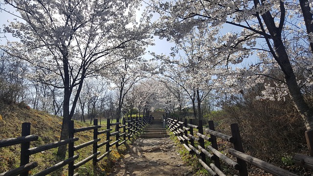 봄철 산책과 트래킹