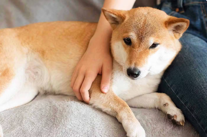 개가 주인에게 달라붙는 이유는?