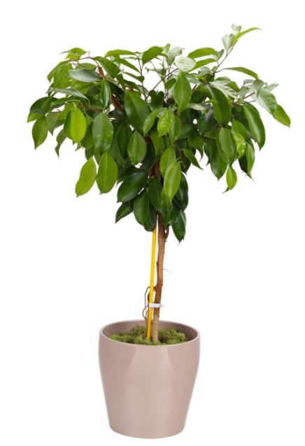 벤자민 고무나무