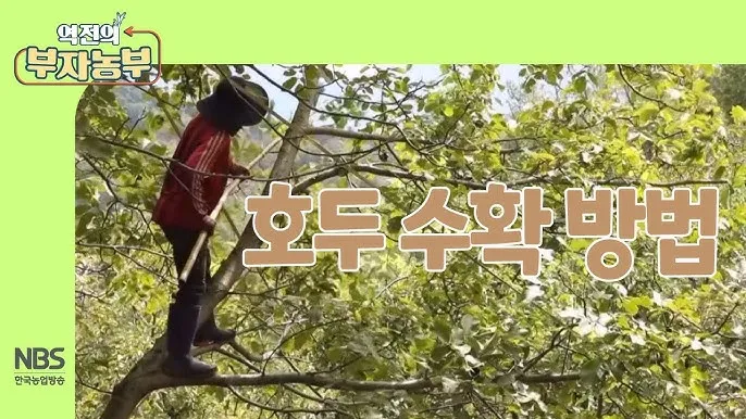 호두 재배 순 지르기 수분 수정 고온 피해 예방_7