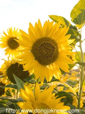 8월에 피는 꽃 이름 종류별 특징 정리 보기_2