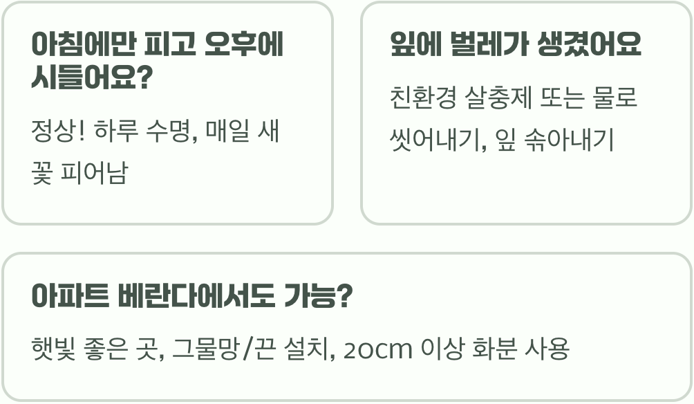 나팔꽃 씨앗부터 꽃까지 키우기 A to Z (파종, 지지대, 관리법 총정리)