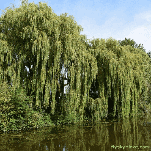 천연 진통제 버드나무