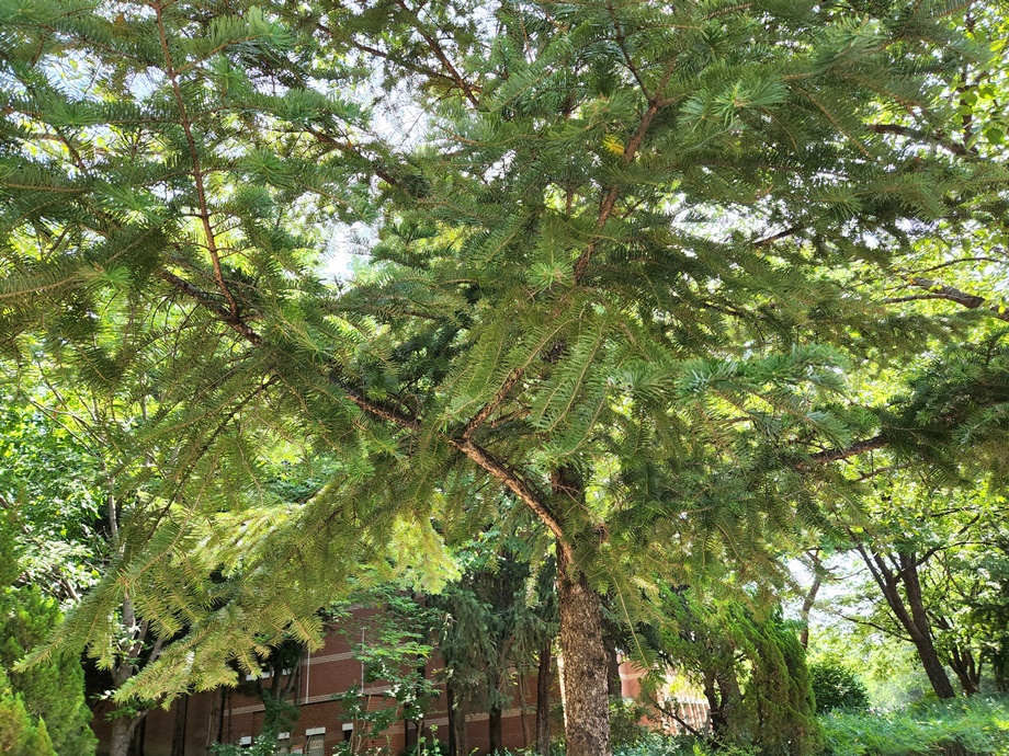 전나무