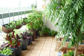 베란다 텃밭 흙 고르기 배수층 화분 선택 물주기 비료주기_14