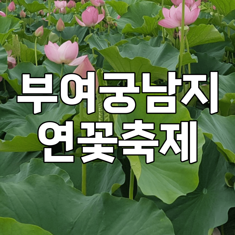 부여궁남지연꽃축제