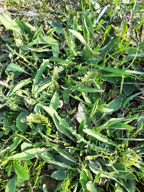 줄기와 잎이 조밀하게 자라난 씀바귀 덤불