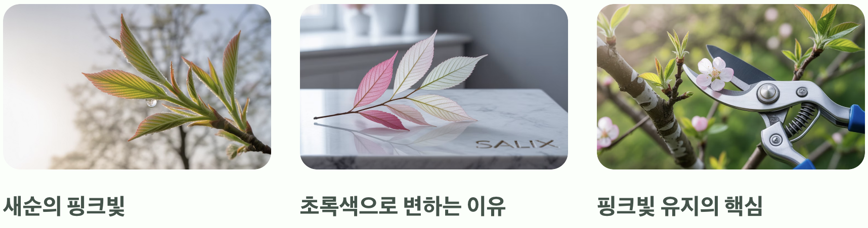 핑크빛은 왜 마법처럼 사라질까?