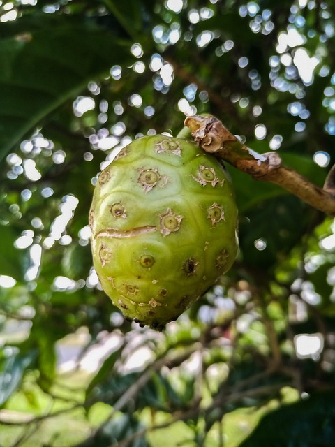 노니 효능 마무리하며