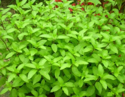 스테비아의 모습