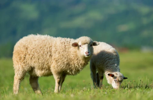 2024년 양띠 운세