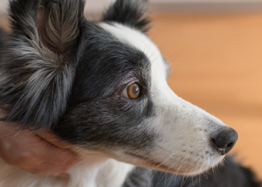 집중하고 있는 보더콜리.