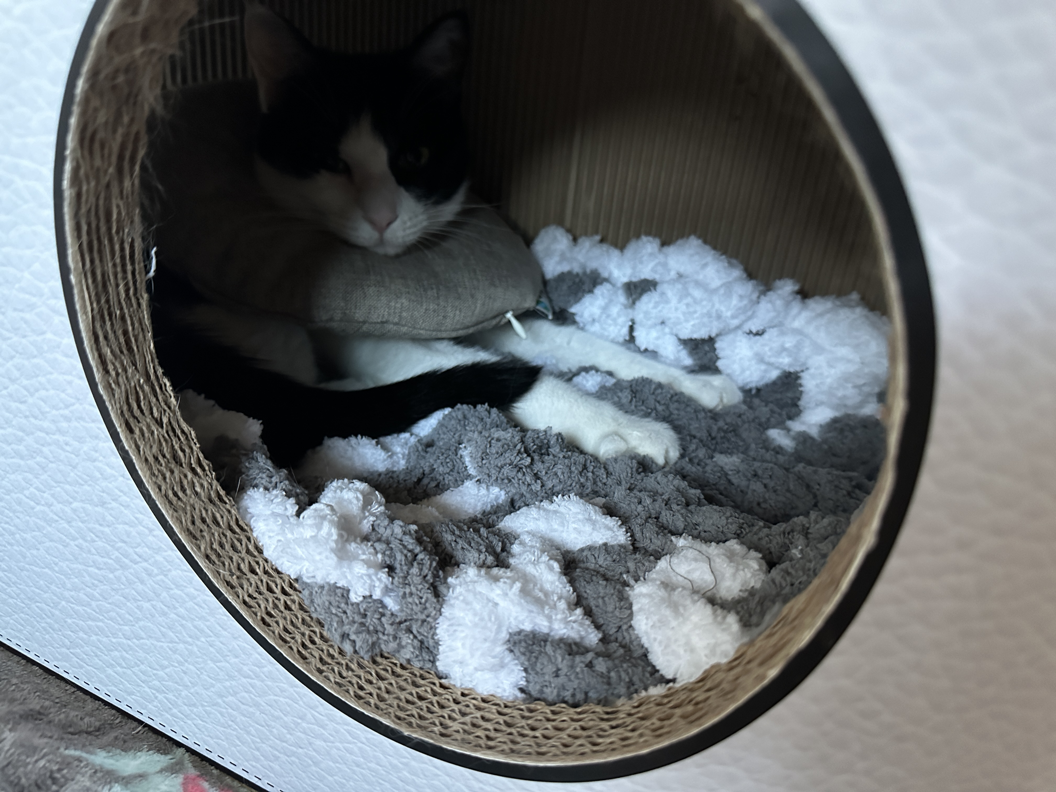 청키수면사_방석_위에_자리잡은_두리