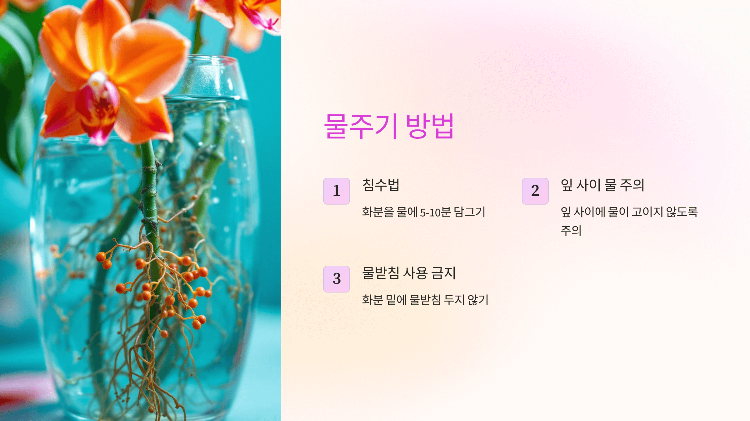 호접란 사진입니다.