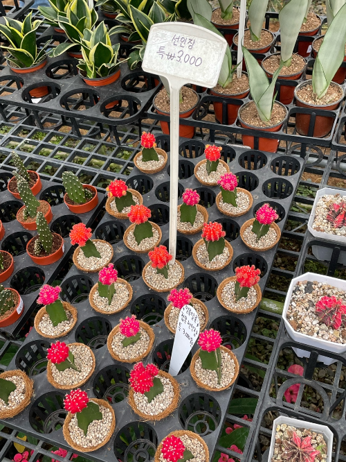 식집사가-좋아할만한-파주-식물원-조인폴리아-화훼단지