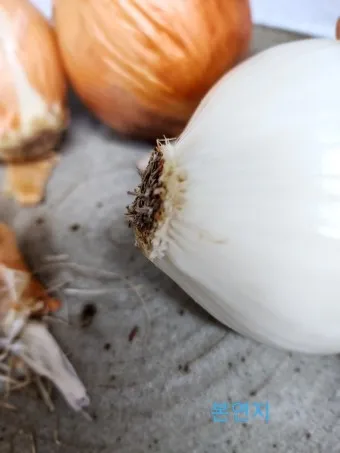 양파 수확시기_19