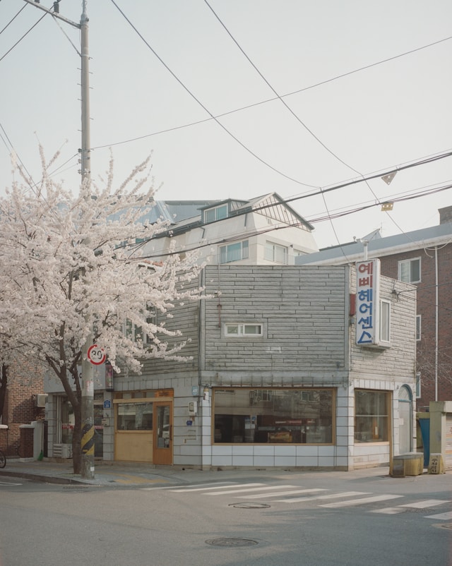 🌸 2026년 최신 서울 벚꽃 현황 🌸 서울 벚꽃 실시간 개화시기 및 만개 현황! 서울 벚꽃 및 서울 겹벚꽃 숨은 명소와 축제 모음 총정리 🌸실시간 정보 업데이트