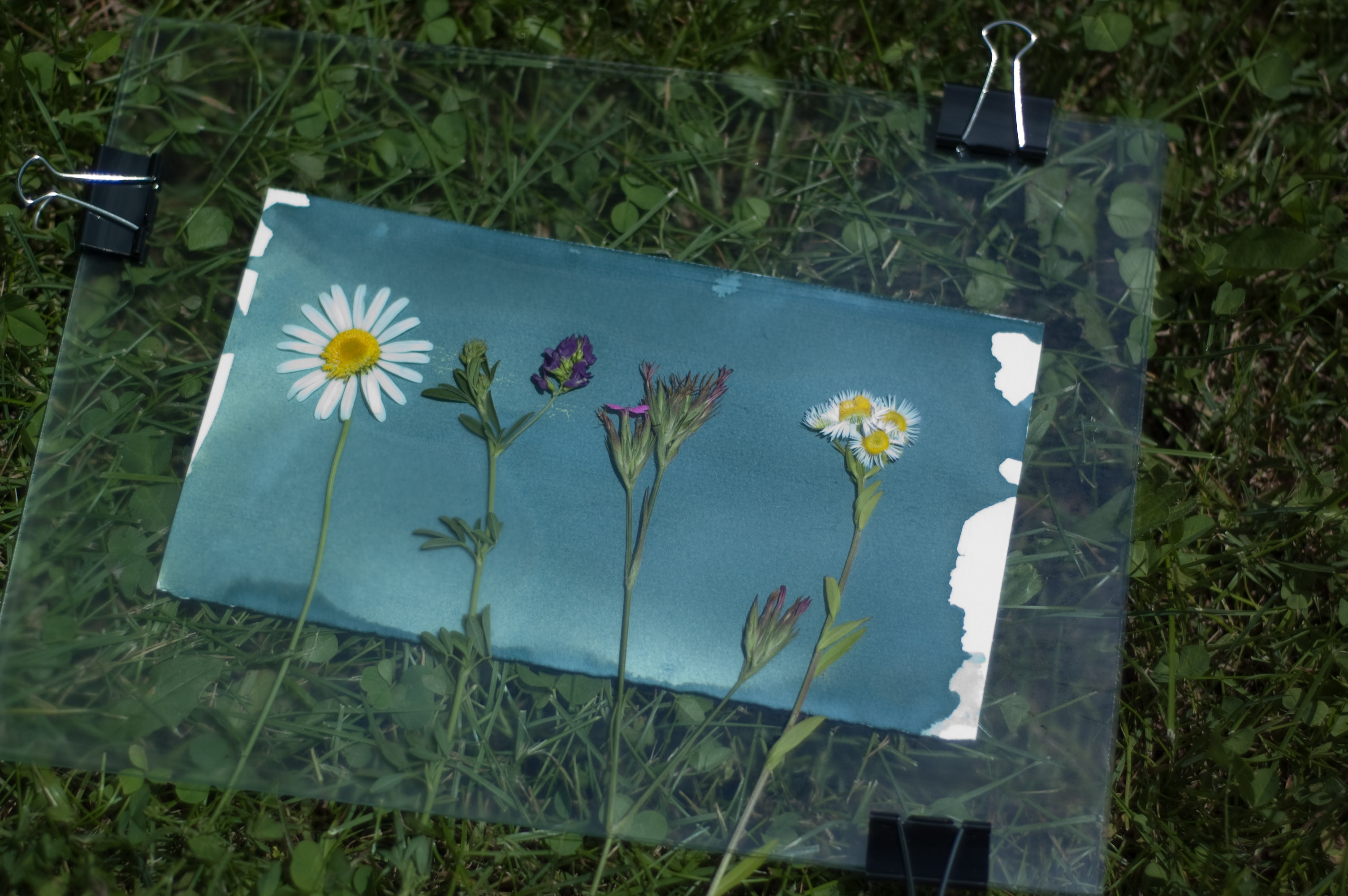blueprinting flowers