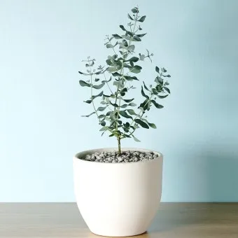 유칼립투스 물주기 향기유지 가지치기 환기관리 실내에서 키우는 요령_17