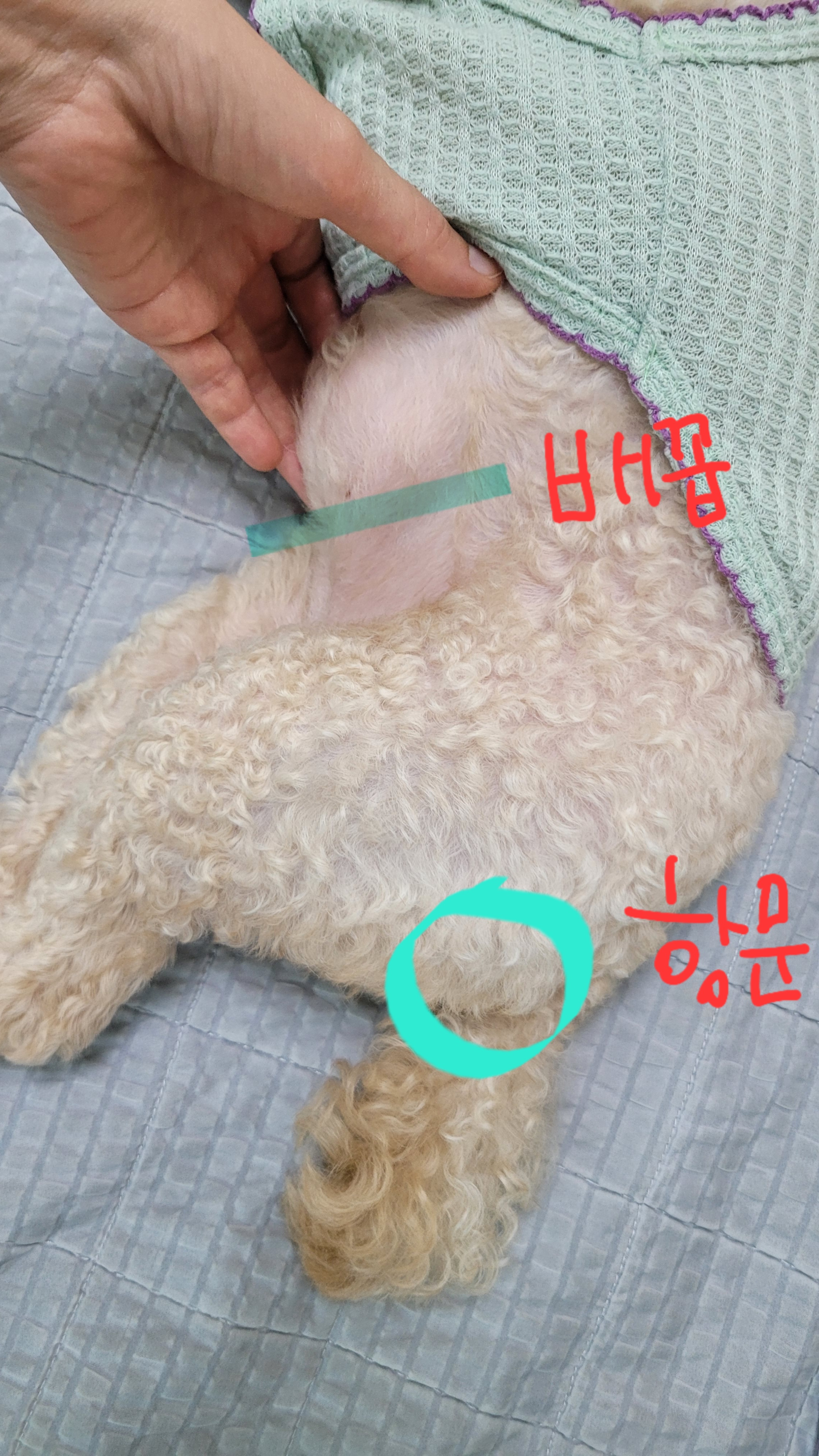 강아지 배꼽 탈장