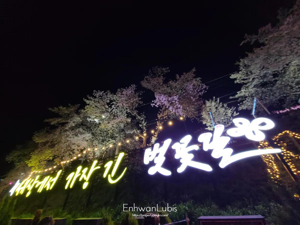 깜깜한밤-세상에서가장긴벚꽃길-전광판-글자에-불이켜진-여러개의-벚꽃나무-활짝핀-벚꽃
