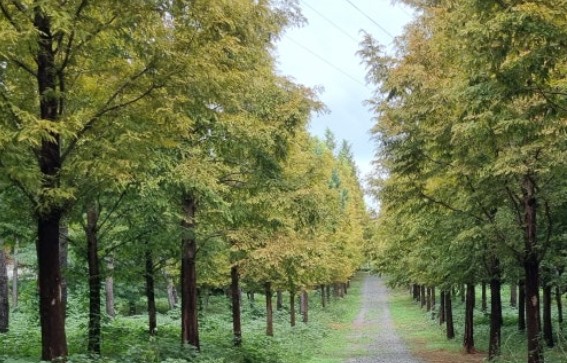 가을에 꼭 가봐야 명소 울산여천 메타세쿼이아길