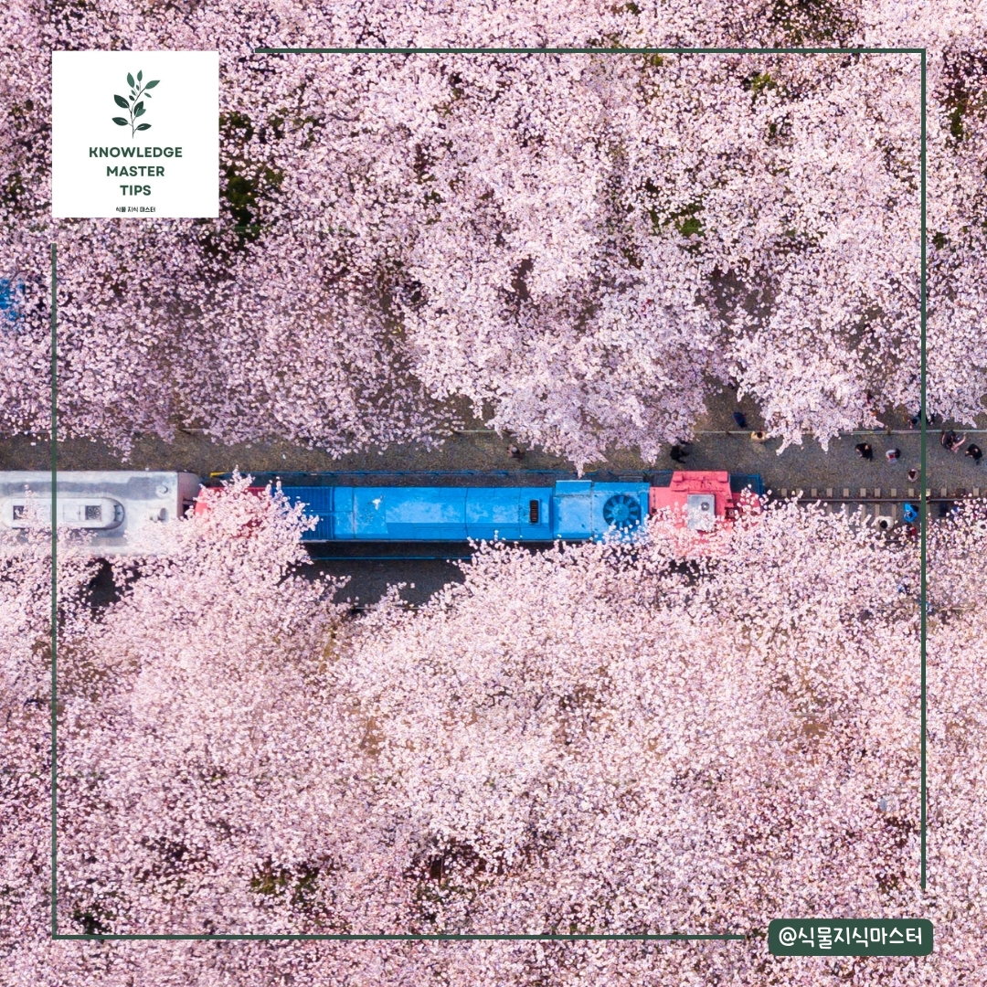 2025년 벚꽃 개화 시기, 명소 진해 여좌천