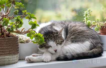 왜 영양제가 필요할까요? 관련 사진