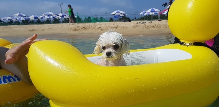 반려동물 해수욕장