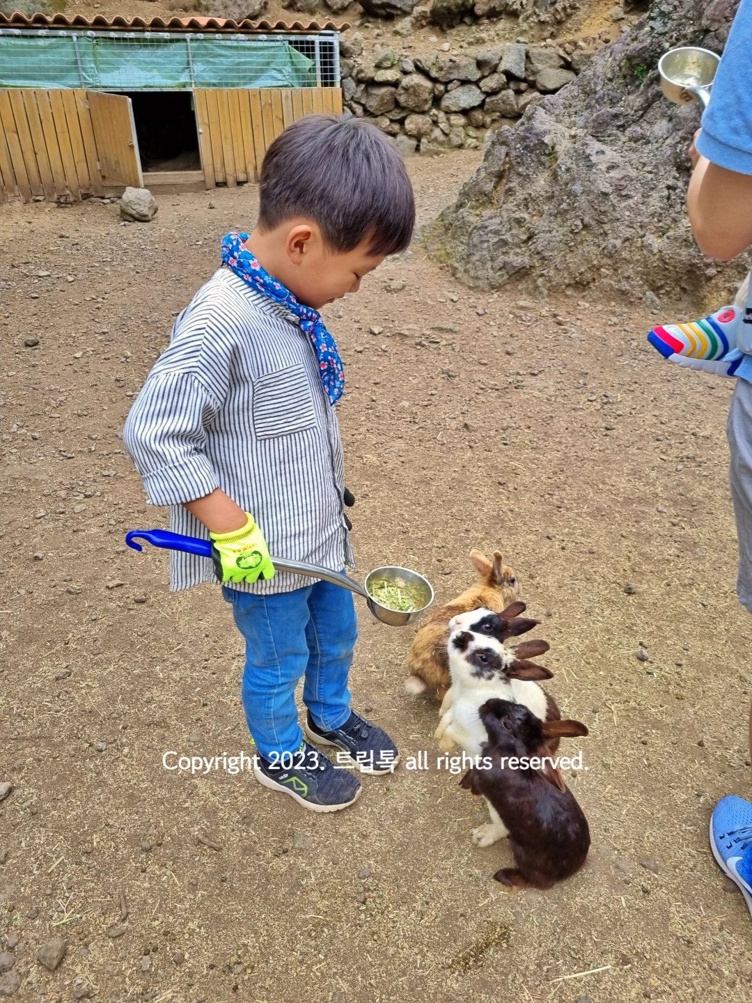 아이가 국자에 먹이를 들고 있자 토끼 3마리가 쳐다보고 앉아있다