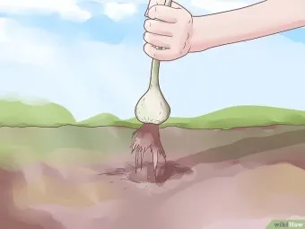 마늘 심는 시기 품종선택 비닐멀칭 웃거름 녹병 예방법_11