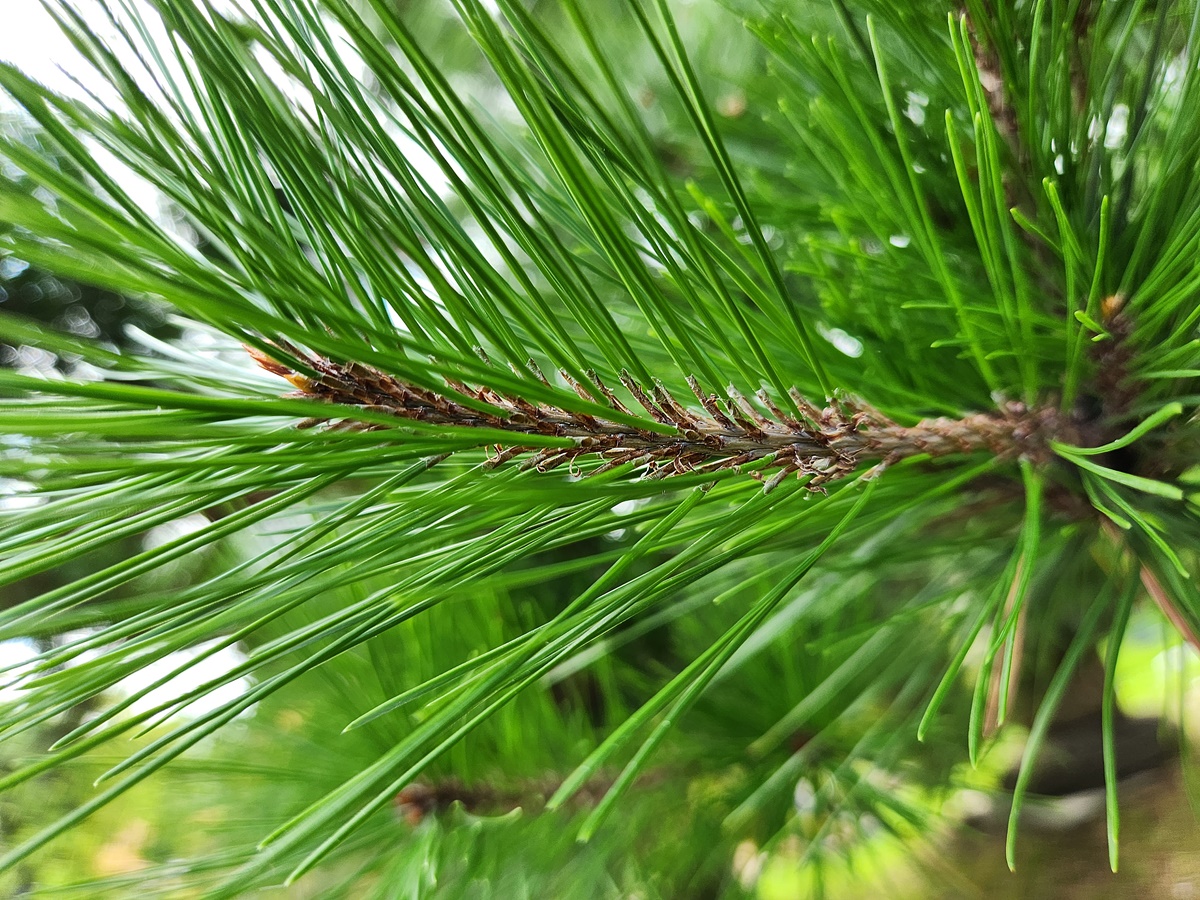 곰솔(해송)