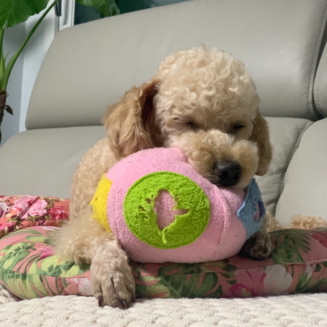 강아지 호두 아몬드 피스타치오 땅콩 마카다미아 피칸 먹어도 되나