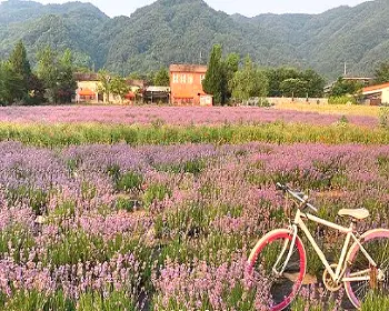 고성 라벤더 축제_19