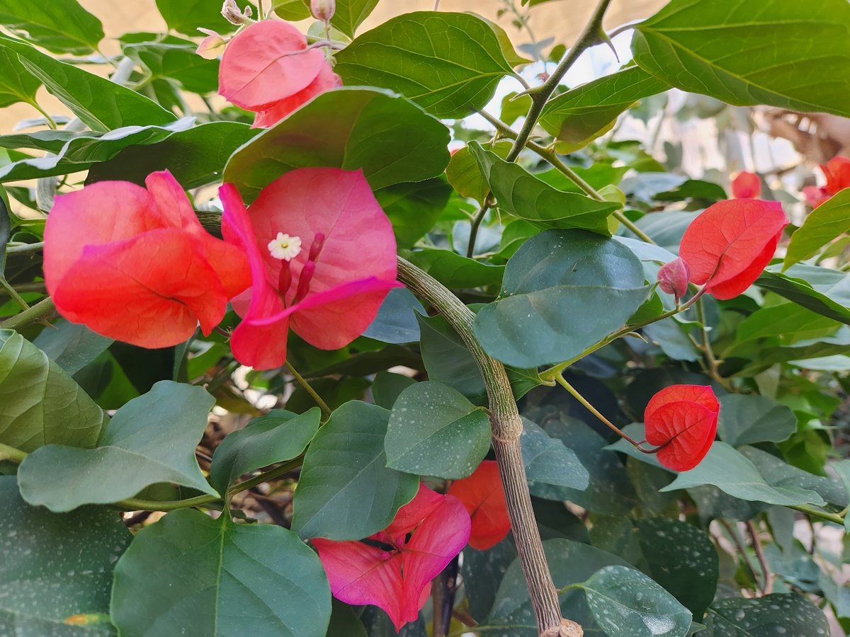 부겐빌레아