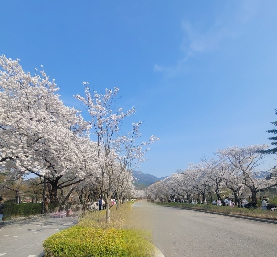 벚꽃 명소