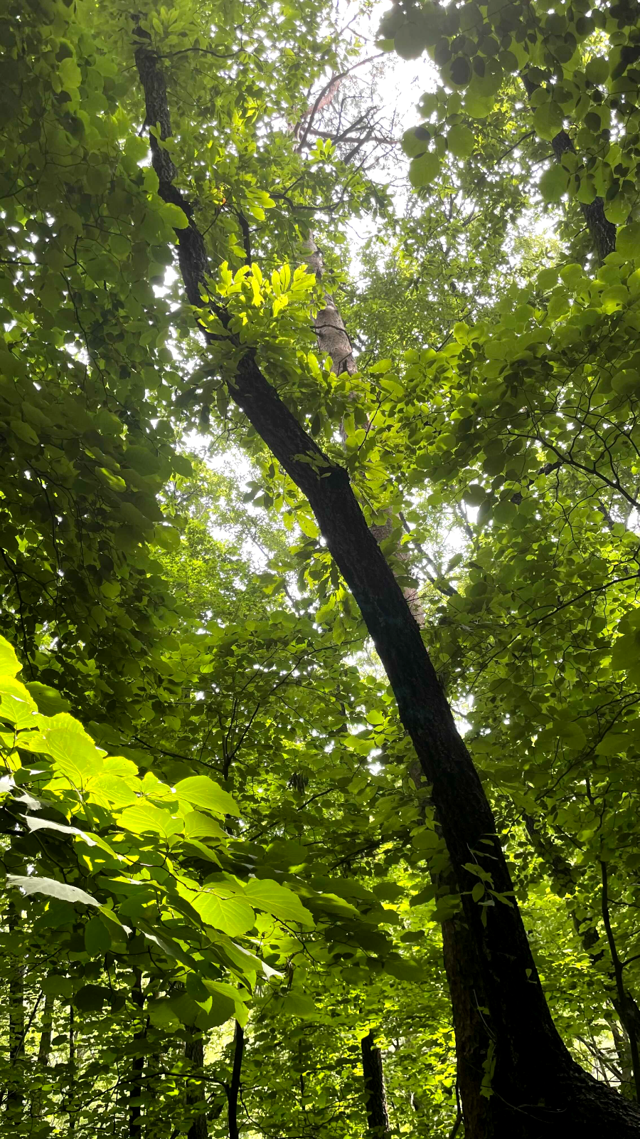 쌍폭포 가는 길