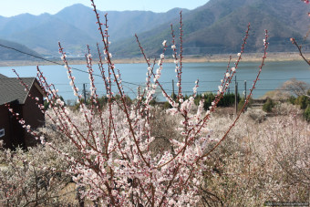 원동 매화축제 안내 2025년