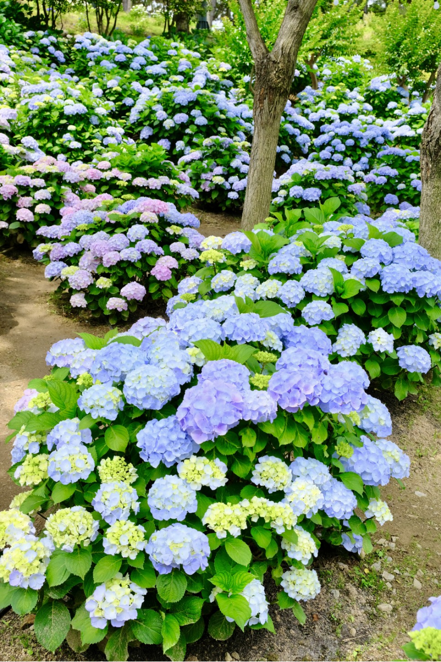 울산 장생포 수국정원