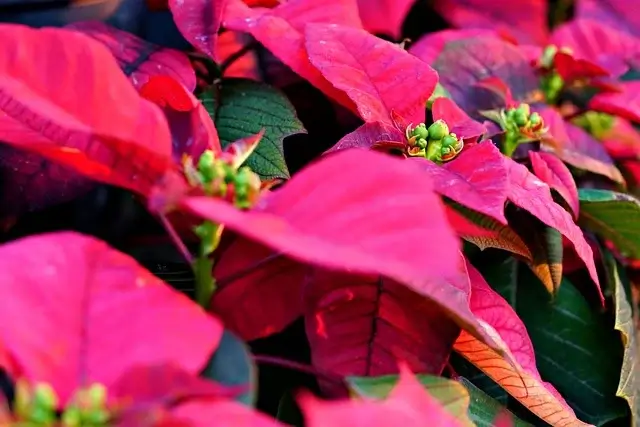 포인세티아 꽃말 키우기 물주기